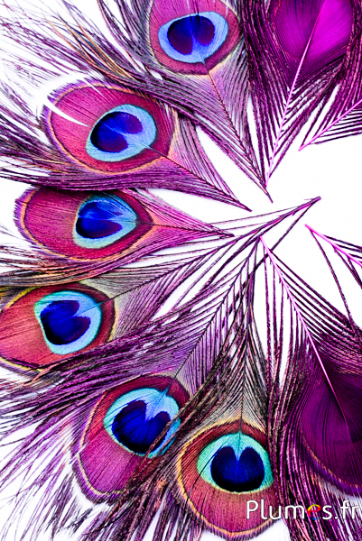 Paon bleu - 13-18 cm - fuchsia